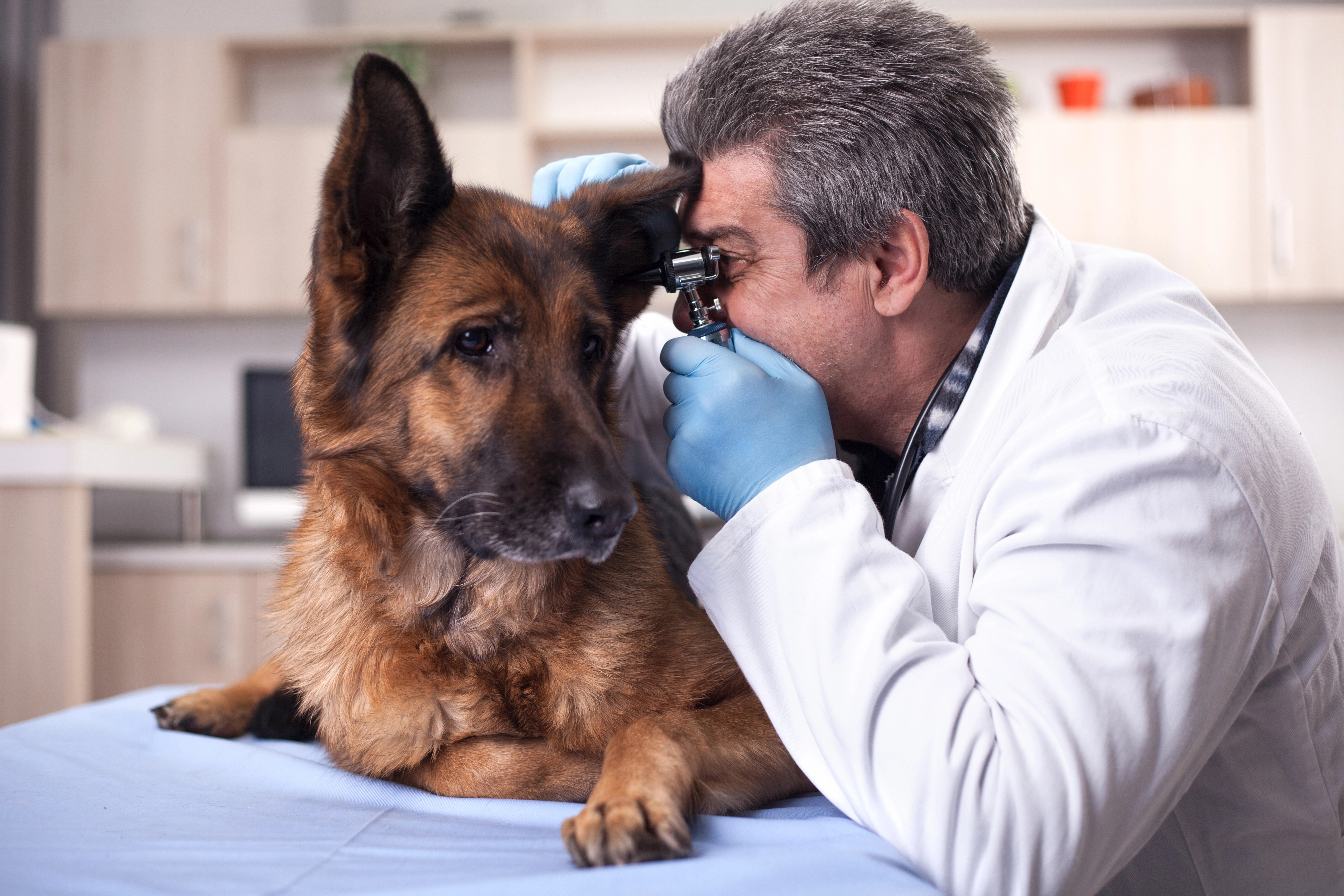 Vet examining dog ear