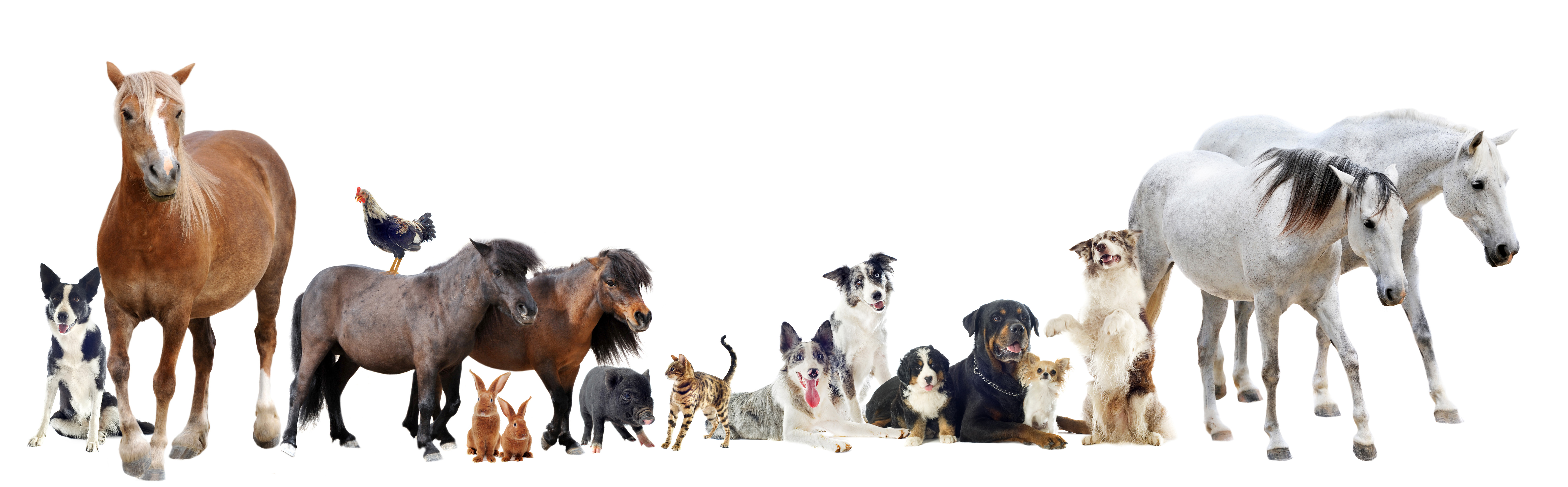 Group of various pets