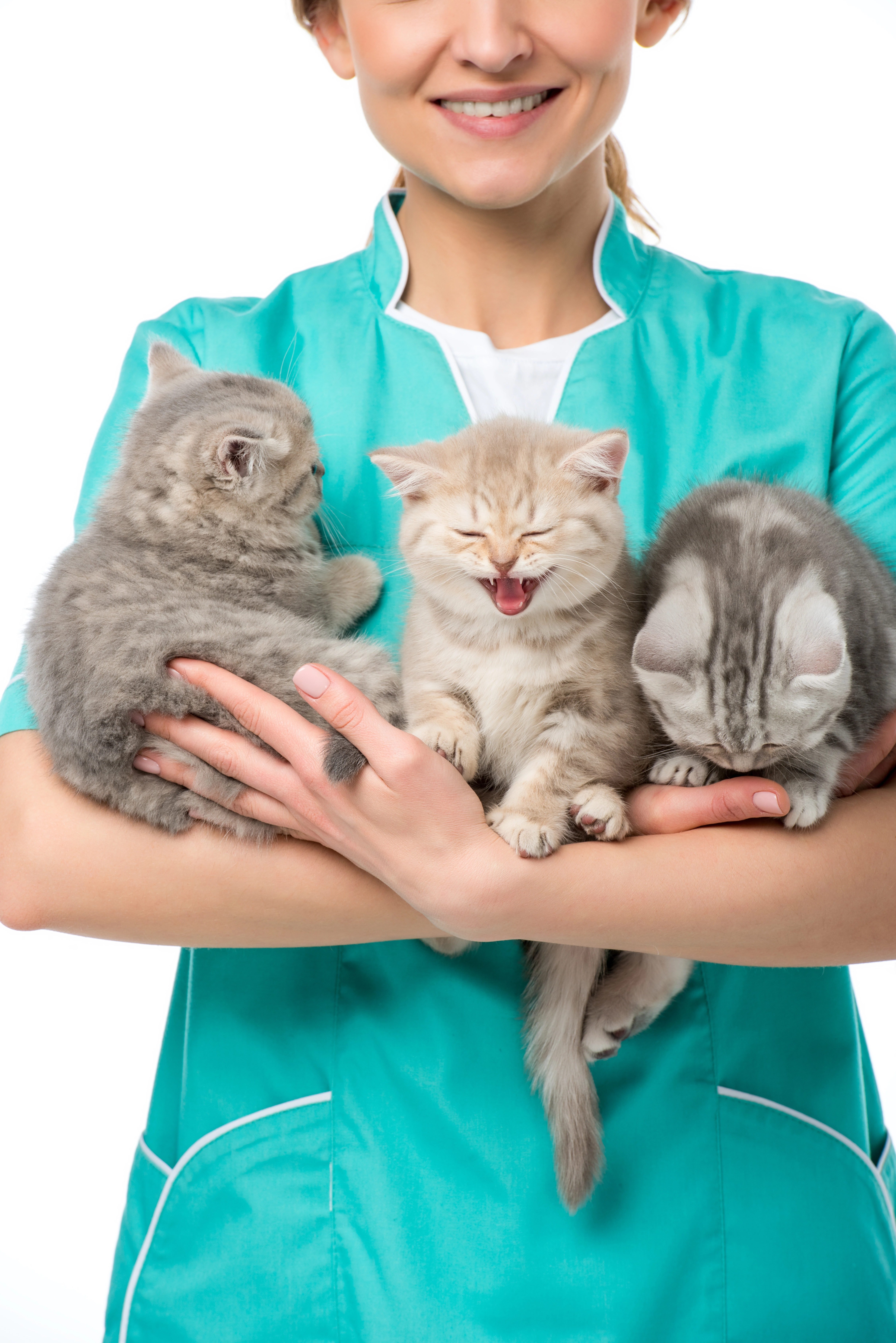 Vet holding kittens