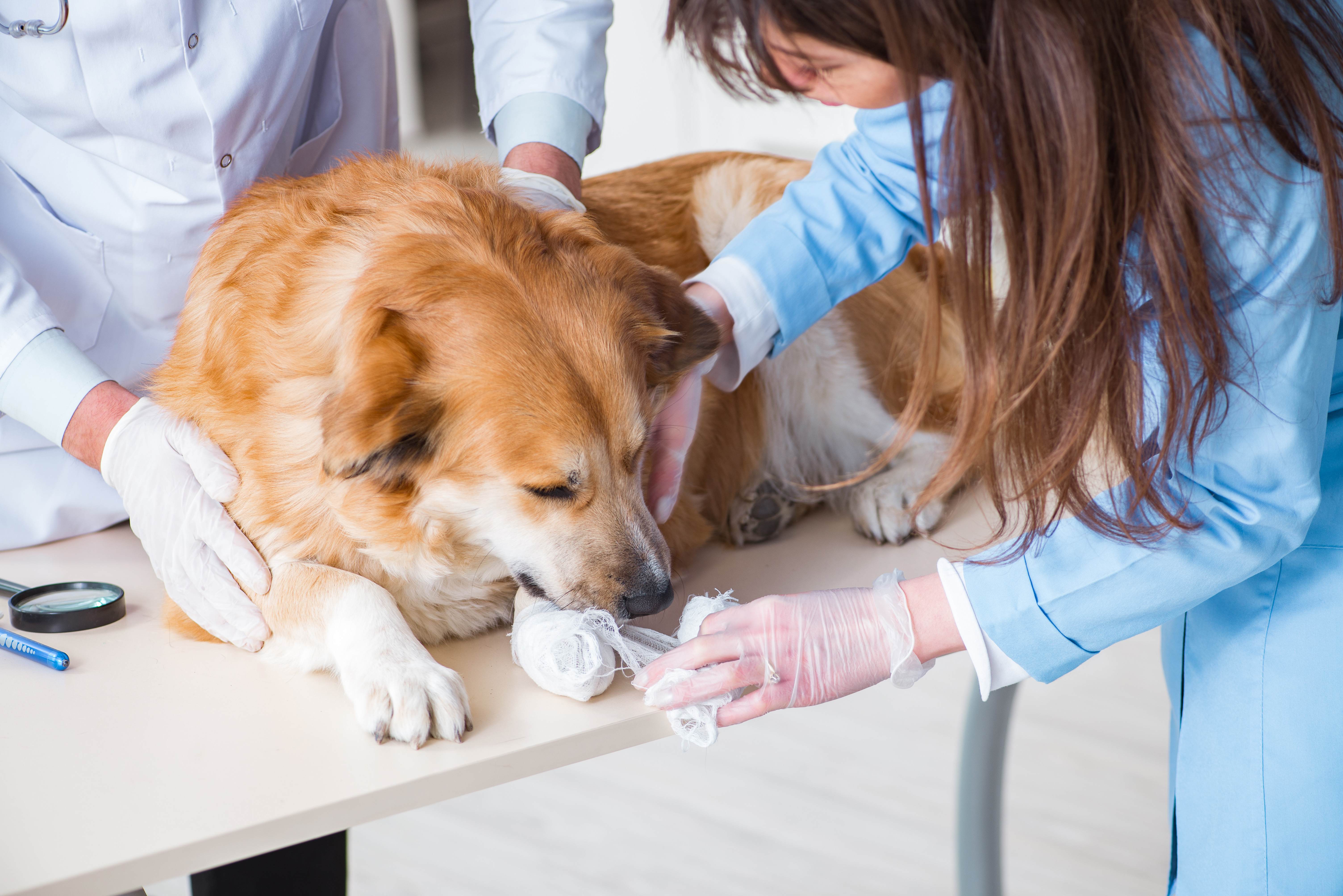 Veterinarians bandaging a dog