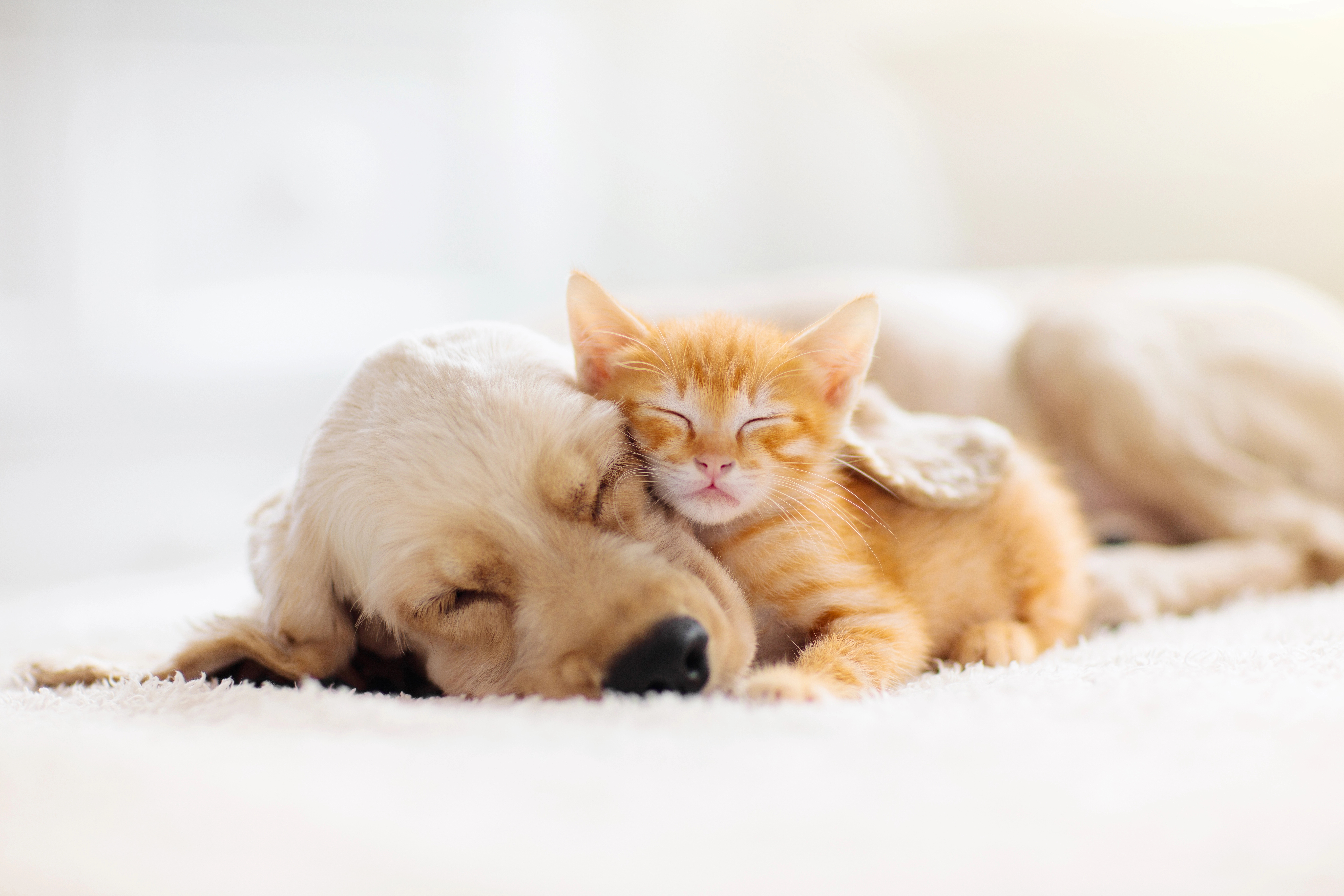 Adorable puppy and kitten sleeping together