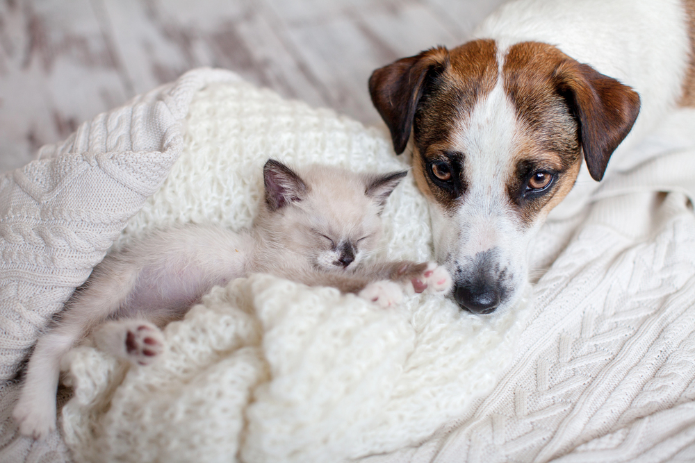 A dog and kitten resting together