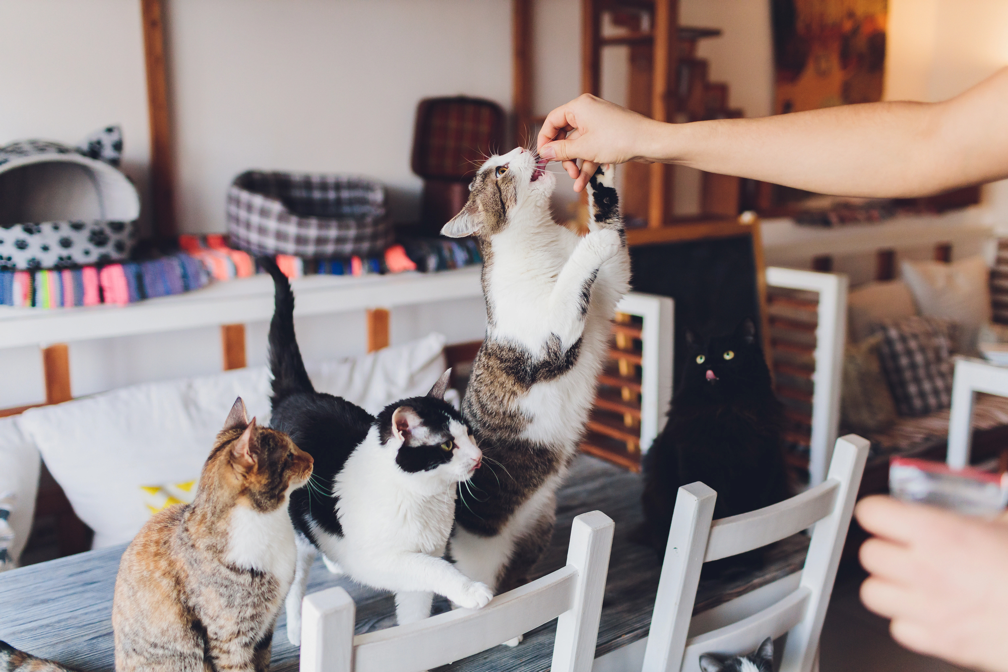 Cats playing at home