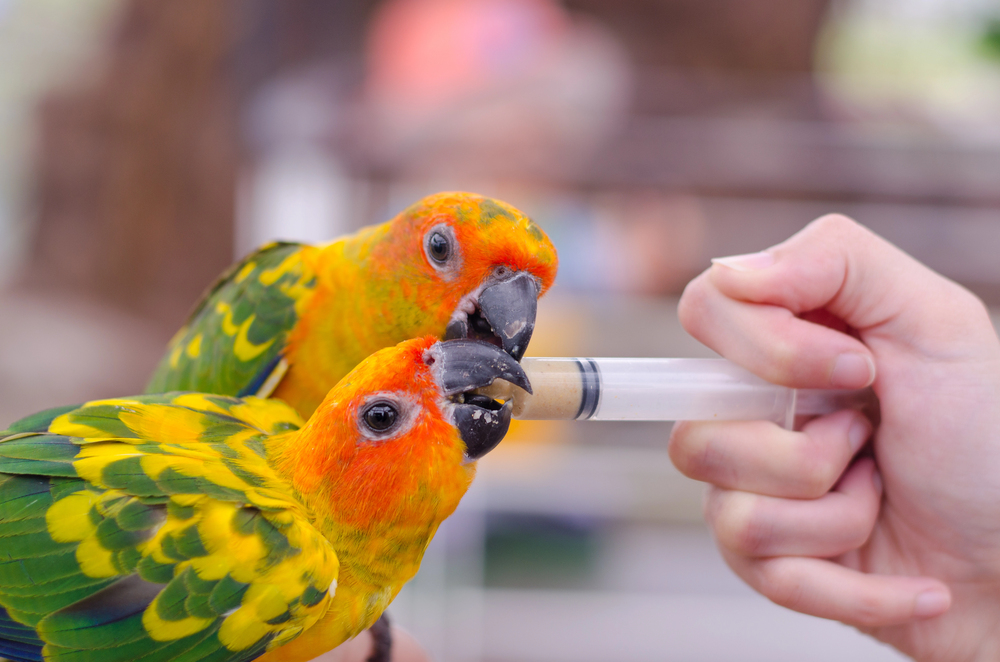 Feeding colorful parrots
