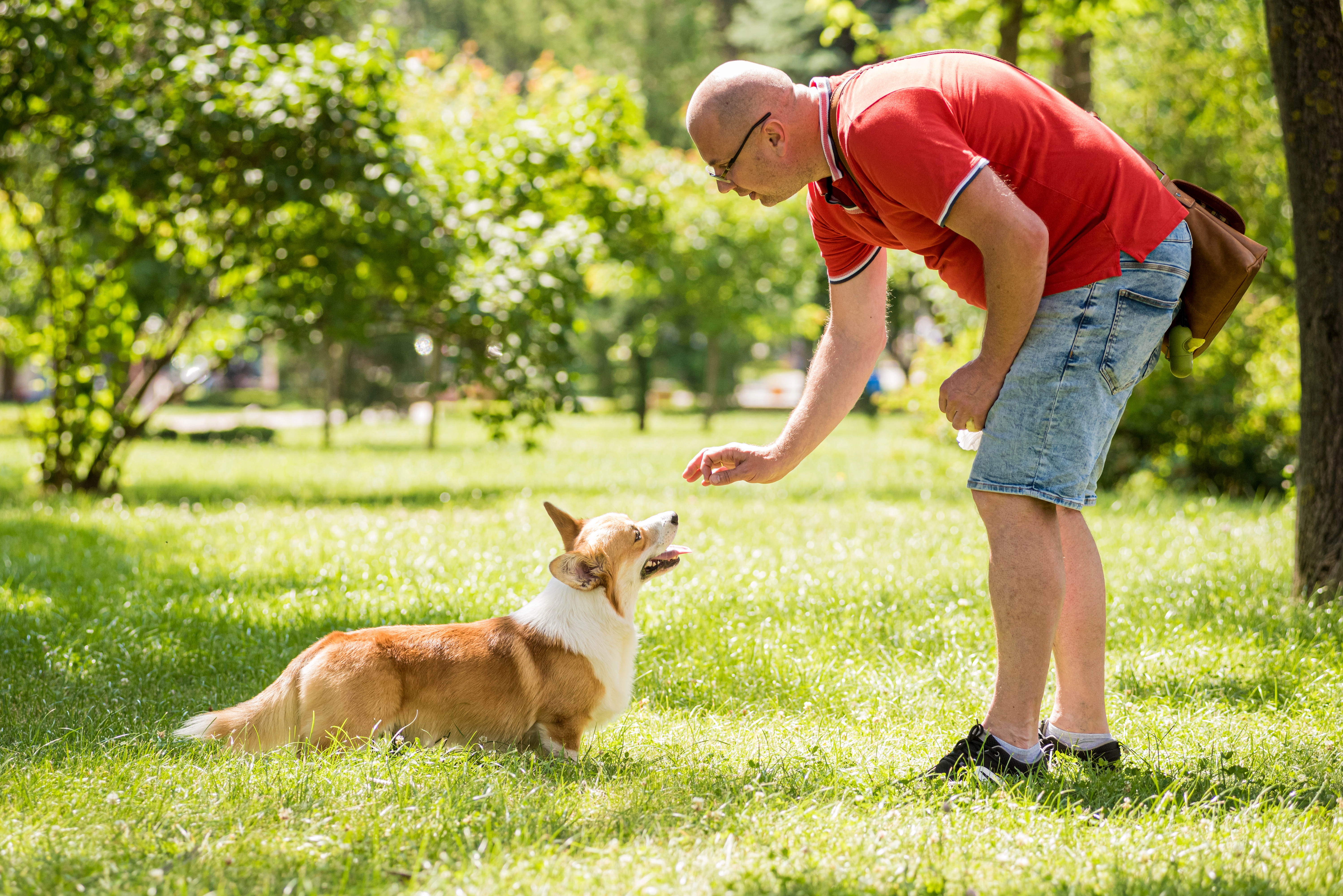 Man training corgi in park