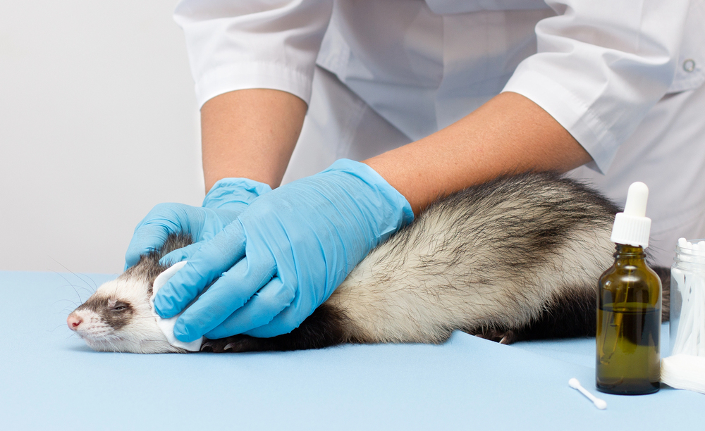 Vet caring for ferret