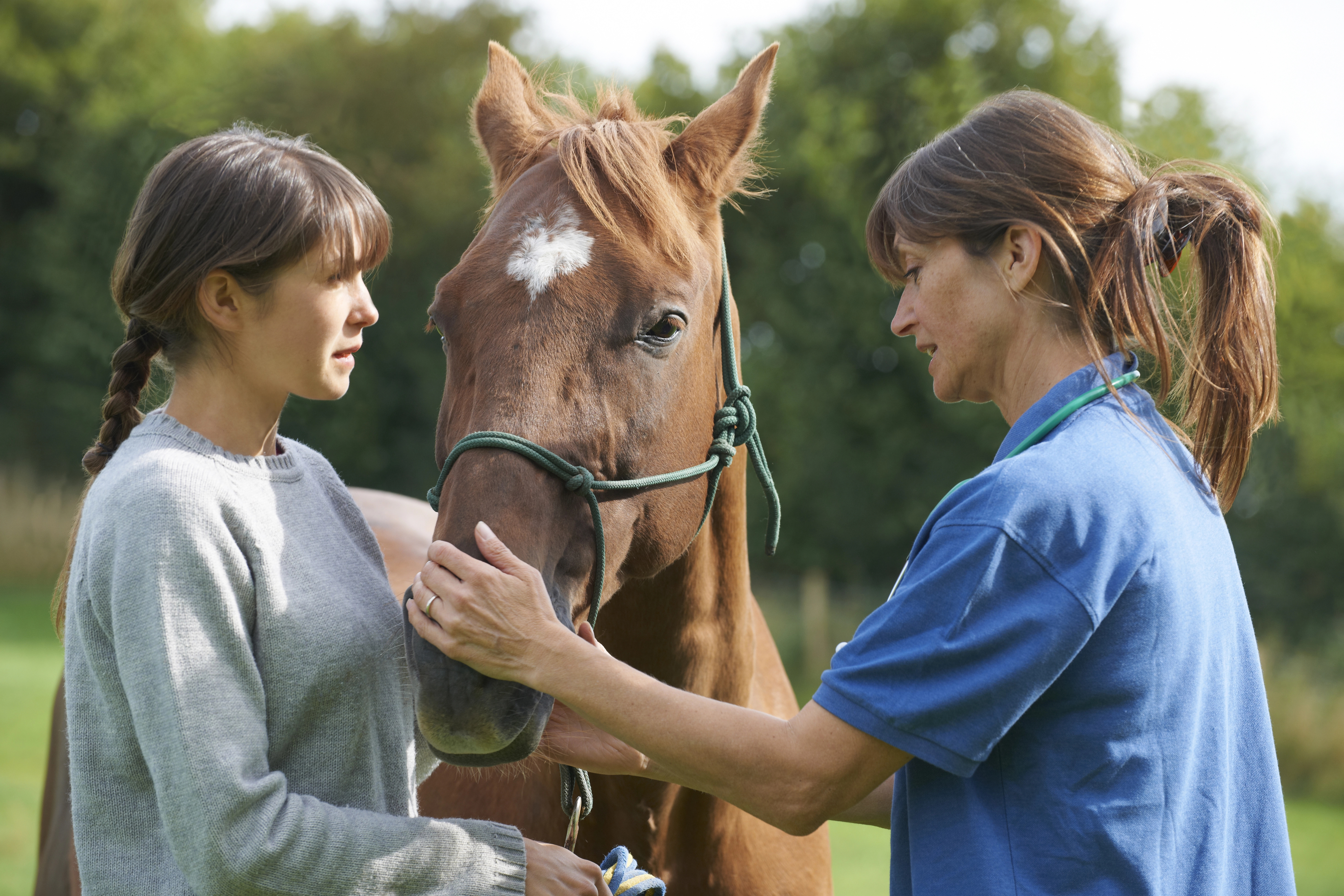 Vet examining horse