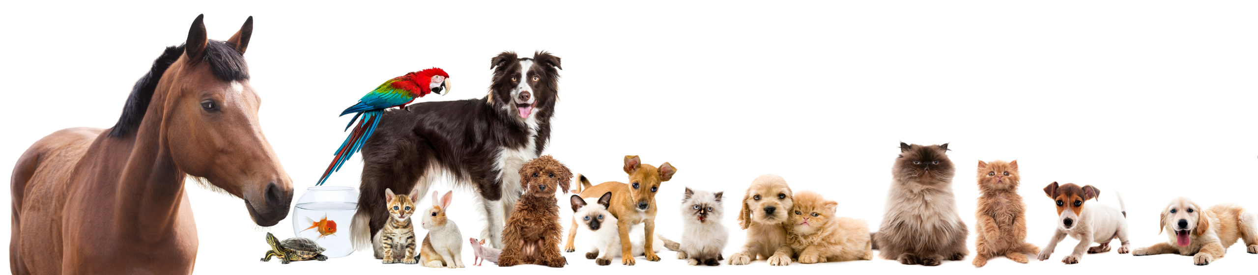 Dogs, cats, a horse, a rabbit, a turtle, a goldfish and other pets