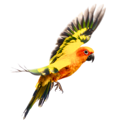 A colorful parrot in flight