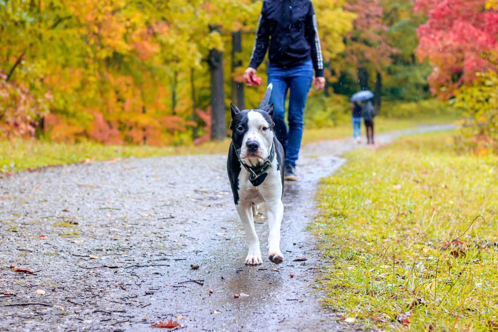 Dog walking with owner on an autumn trail